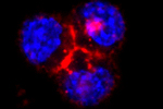 Non-specific cellular uptake of surface-functionalized quantum dots