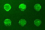 A modular design of low-background bioassays based on a high-affinity molecular pair barstar:barnase