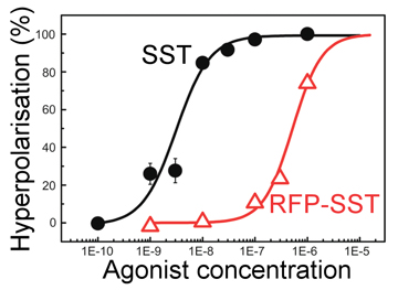 Graph showing SST-RFP and SST receptors