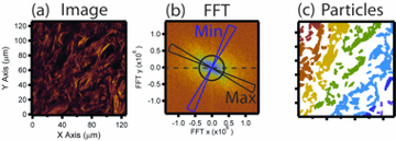 Image showing imaging processing examples