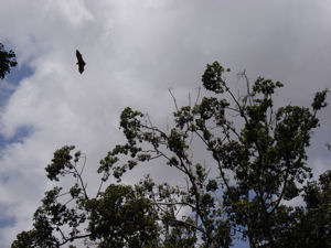 Bats in Siem Reap