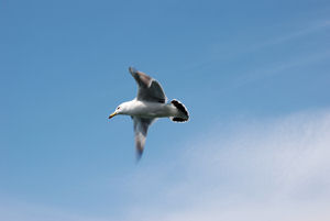 Matsushima Seagull