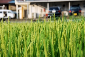 Takayama Rice Fields