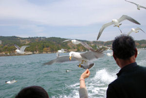 Matsushima Seagulls