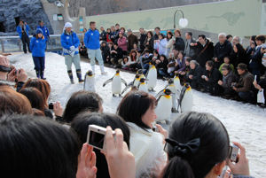 Penguin Walk at Asahiyama Zoo