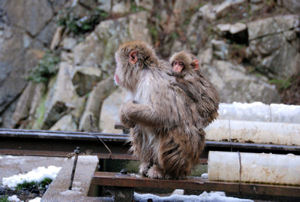 Snow Monkeys in Jingokudani Yaen Koen