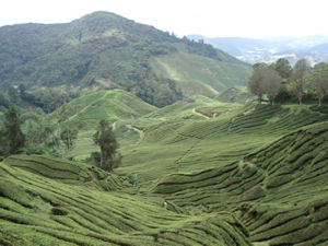 Tea Plantation, Cameron Highlands