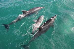 Dolphins off Auckland