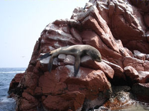 Sea lion, Ballestas Islands