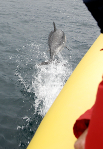 Bruny Island Dolphin
